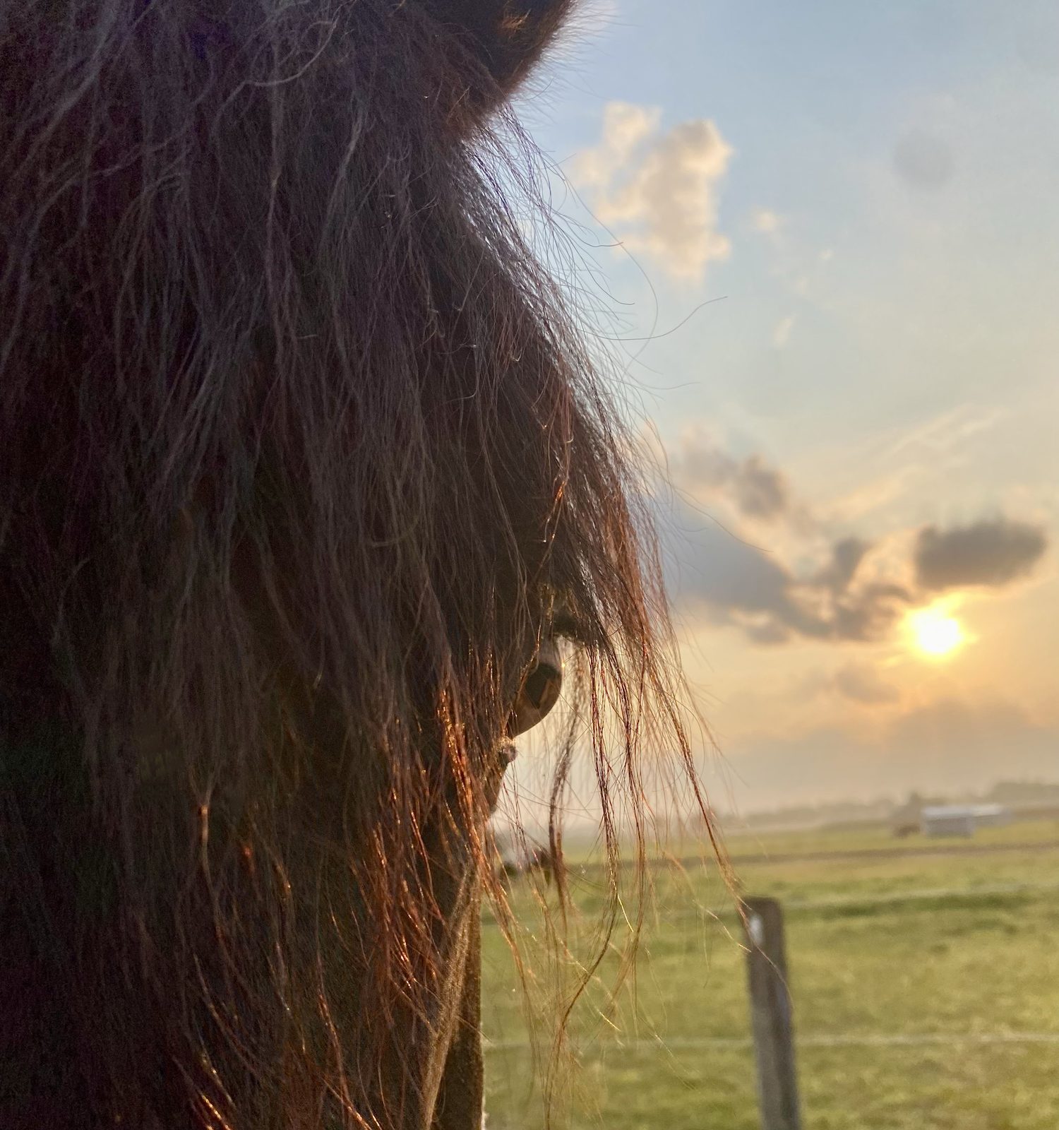 Horse portrait at golden hour