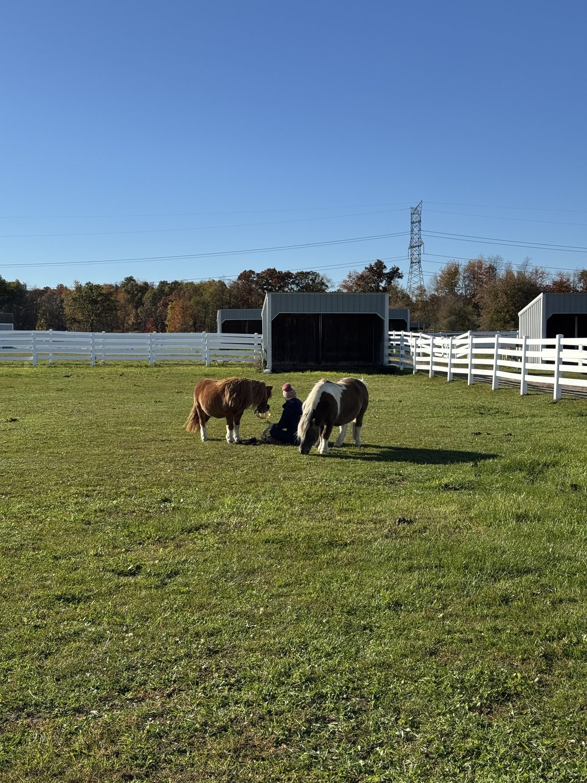 Miniature horses