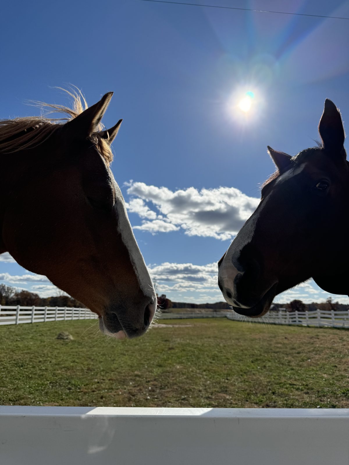 Two horses over the fence