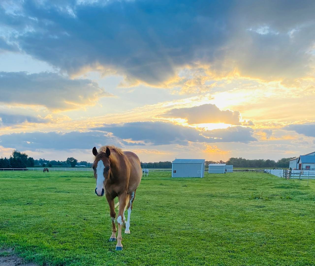 Horse at sunset